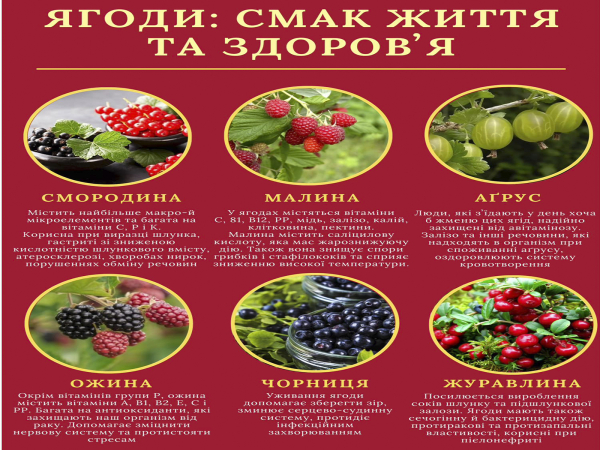 Літо – період підготовки організму до зими…