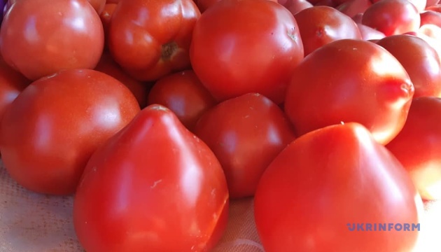 В Україні стрімко дорожчають тепличні помідори – EastFruit