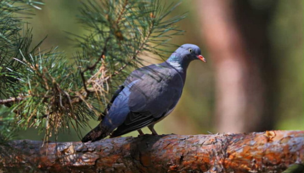 Пернаті «барометри», що передбачають морози, та «жива» пов’язка з грибів для відновлення шкіри