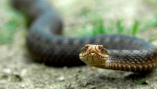 Вчені винайшли зброю проти супербактерій та антидот, що рятує від укусів 19 видів змій