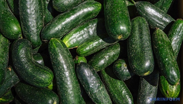 В Україні четвертий тиждень поспіль дорожчають тепличні огірки